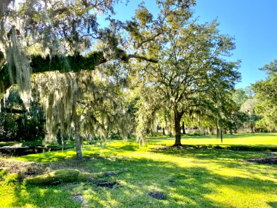 Trees, Drayton Hall, West Ashley, Charleston, SC 