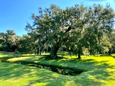 Trees, Drayton Hall, West Ashley, Charleston, SC 
