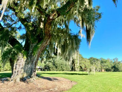 Trees, Drayton Hall, West Ashley, Charleston, SC 