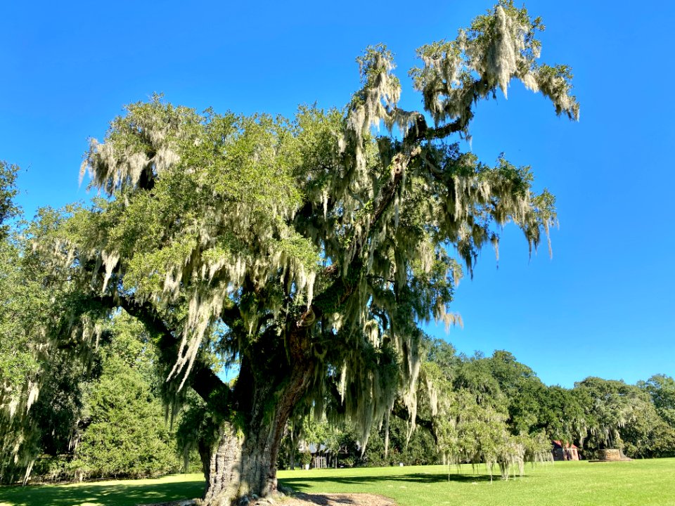 Trees, Drayton Hall, West Ashley, Charleston, SC 