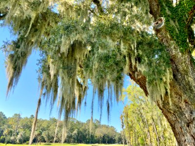 Trees, Drayton Hall, West Ashley, Charleston, SC 