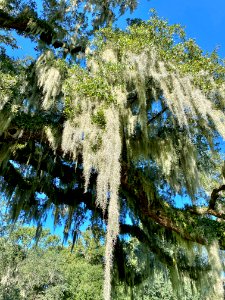Trees, Drayton Hall, West Ashley, Charleston, SC 