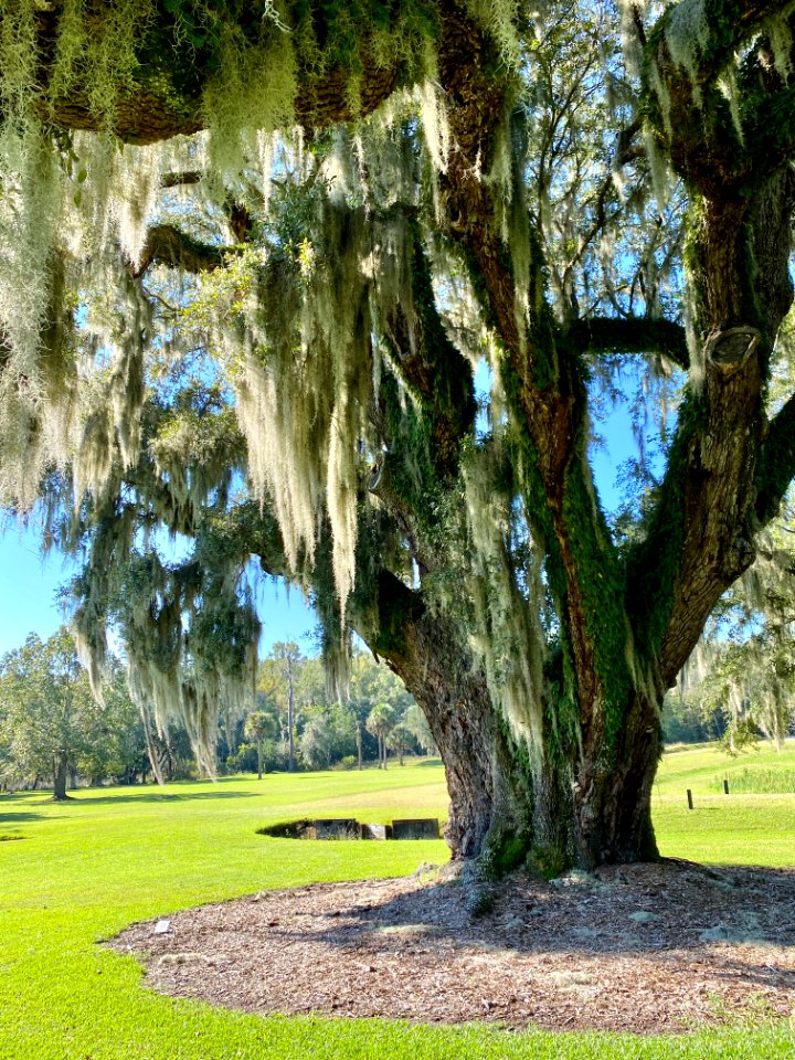 Trees, Drayton Hall, West Ashley, Charleston, SC 