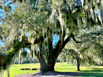 Trees, Drayton Hall, West Ashley, Charleston, SC 