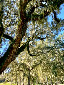 Trees, Drayton Hall, West Ashley, Charleston, SC 