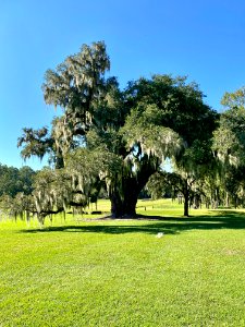 Trees, Drayton Hall, West Ashley, Charleston, SC 