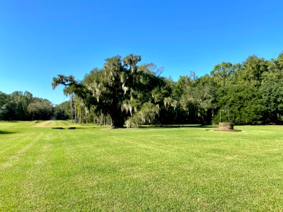 Trees, Drayton Hall, West Ashley, Charleston, SC 