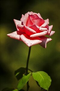 Spring flowers garden macro