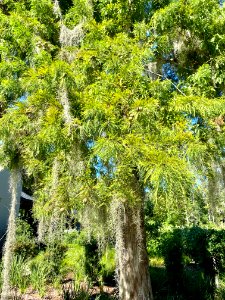 Trees, Drayton Hall, West Ashley, Charleston, SC 