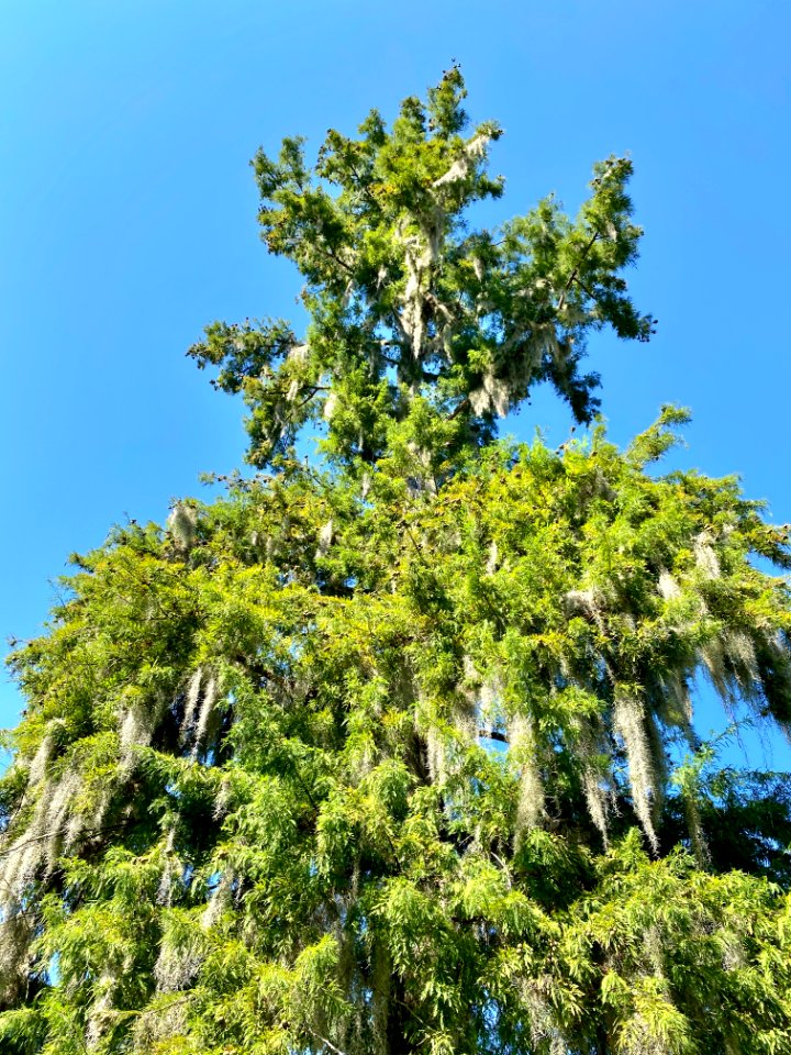 Trees, Drayton Hall, West Ashley, Charleston, SC 