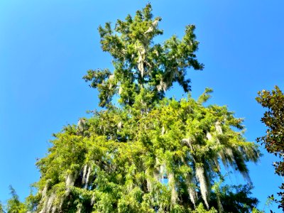 Trees, Drayton Hall, West Ashley, Charleston, SC 