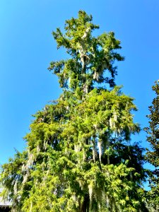 Trees, Drayton Hall, West Ashley, Charleston, SC 