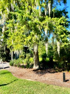 Trees, Drayton Hall, West Ashley, Charleston, SC 