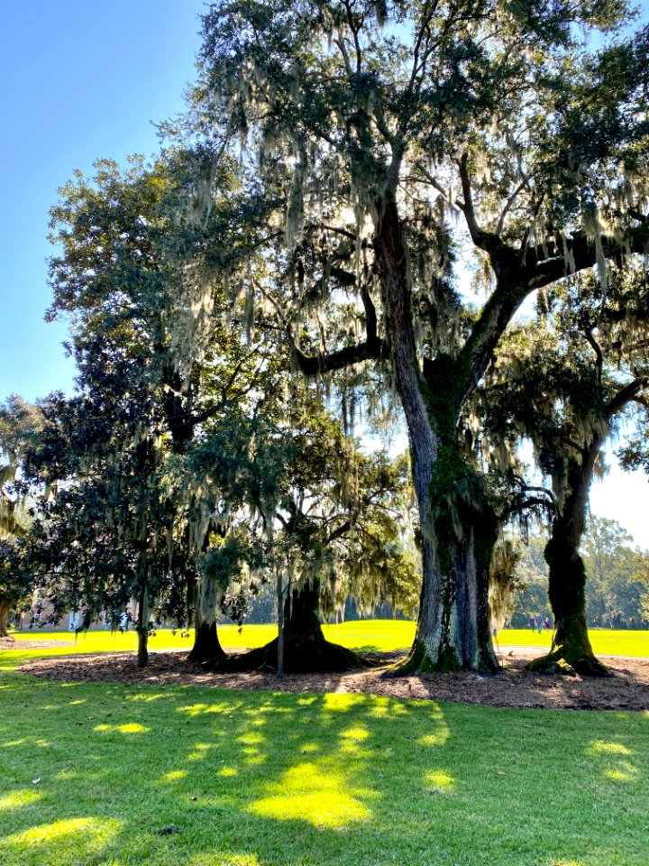 Trees, Drayton Hall, West Ashley, Charleston, SC 