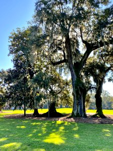Trees, Drayton Hall, West Ashley, Charleston, SC 