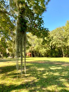 Trees, Drayton Hall, West Ashley, Charleston, SC 