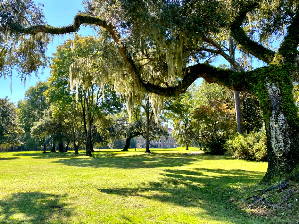 Trees, Drayton Hall, West Ashley, Charleston, SC 