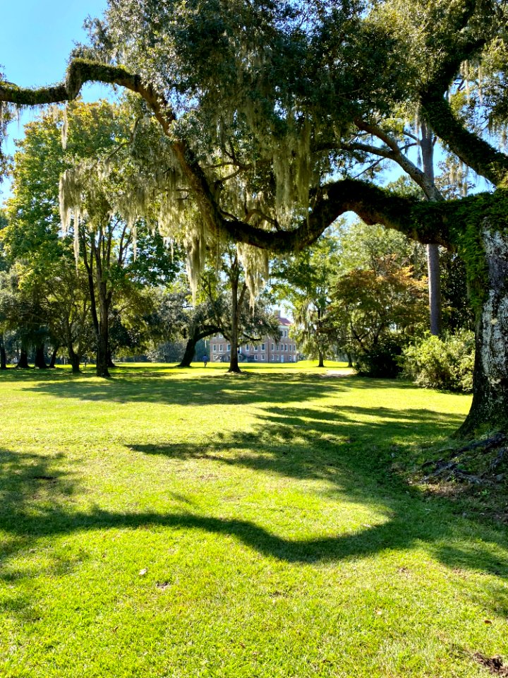 Trees, Drayton Hall, West Ashley, Charleston, SC 