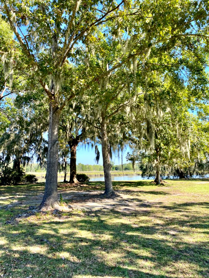 Trees, Drayton Hall, West Ashley, Charleston, SC 