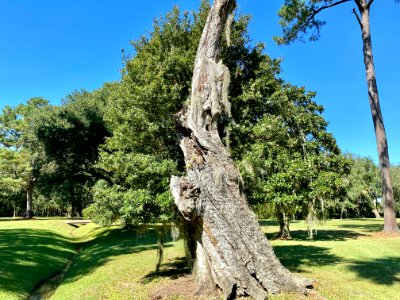 Trees, Drayton Hall, West Ashley, Charleston, SC 