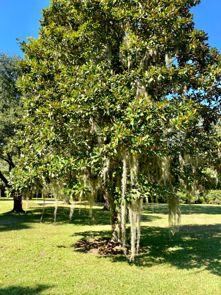 Trees, Drayton Hall, West Ashley, Charleston, SC 