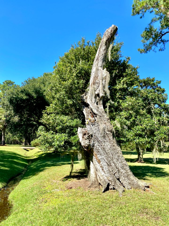 Trees, Drayton Hall, West Ashley, Charleston, SC 