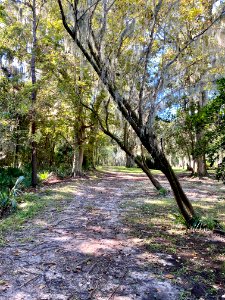 Trees, Drayton Hall, West Ashley, Charleston, SC 