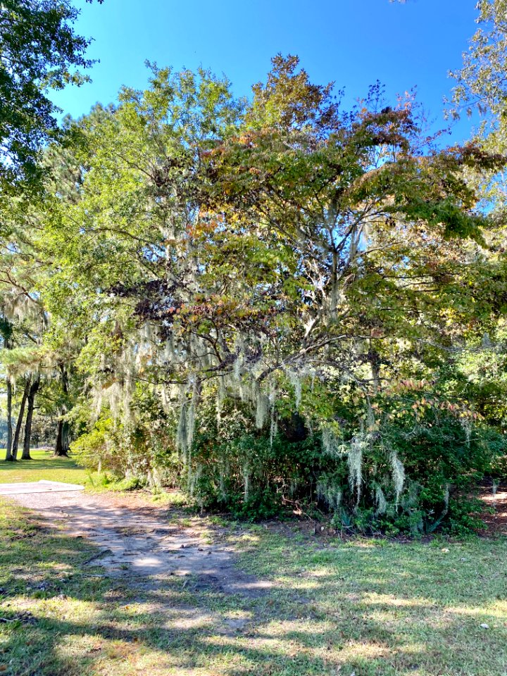Trees, Drayton Hall, West Ashley, Charleston, SC 