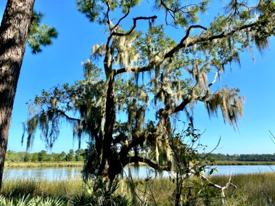 Ashley River, Drayton Hall, West Ashley, Charleston, SC 