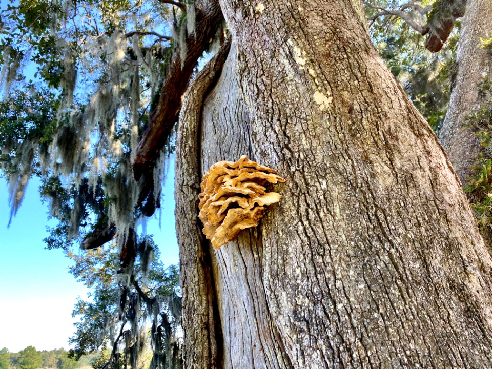 Fungal Growth, Drayton Hall, West Ashley, Charleston, SC 