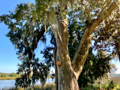Fungal Growth, Drayton Hall, West Ashley, Charleston, SC 