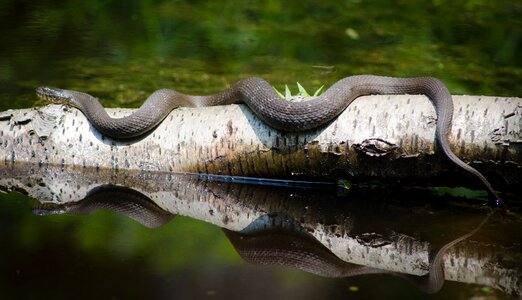 Wild wildlife animal