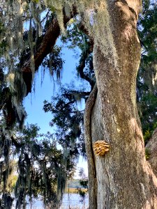 Fungal Growth, Drayton Hall, West Ashley, Charleston, SC 