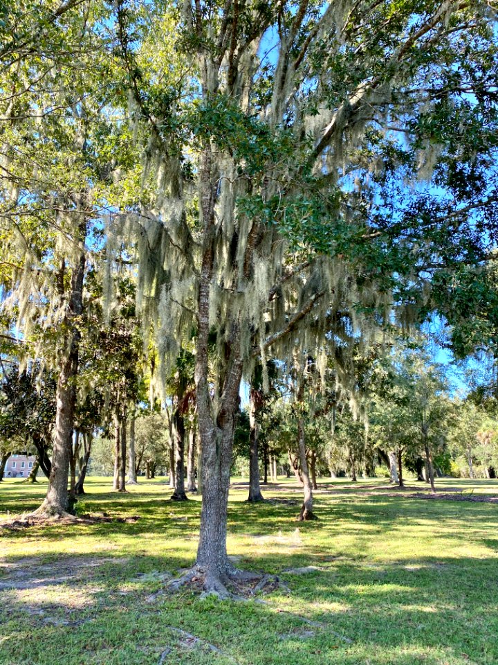 Trees, Drayton Hall, West Ashley, Charleston, SC 