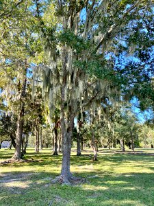 Trees, Drayton Hall, West Ashley, Charleston, SC 