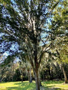 Trees, Drayton Hall, West Ashley, Charleston, SC 