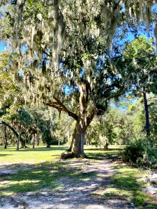Trees, Drayton Hall, West Ashley, Charleston, SC 