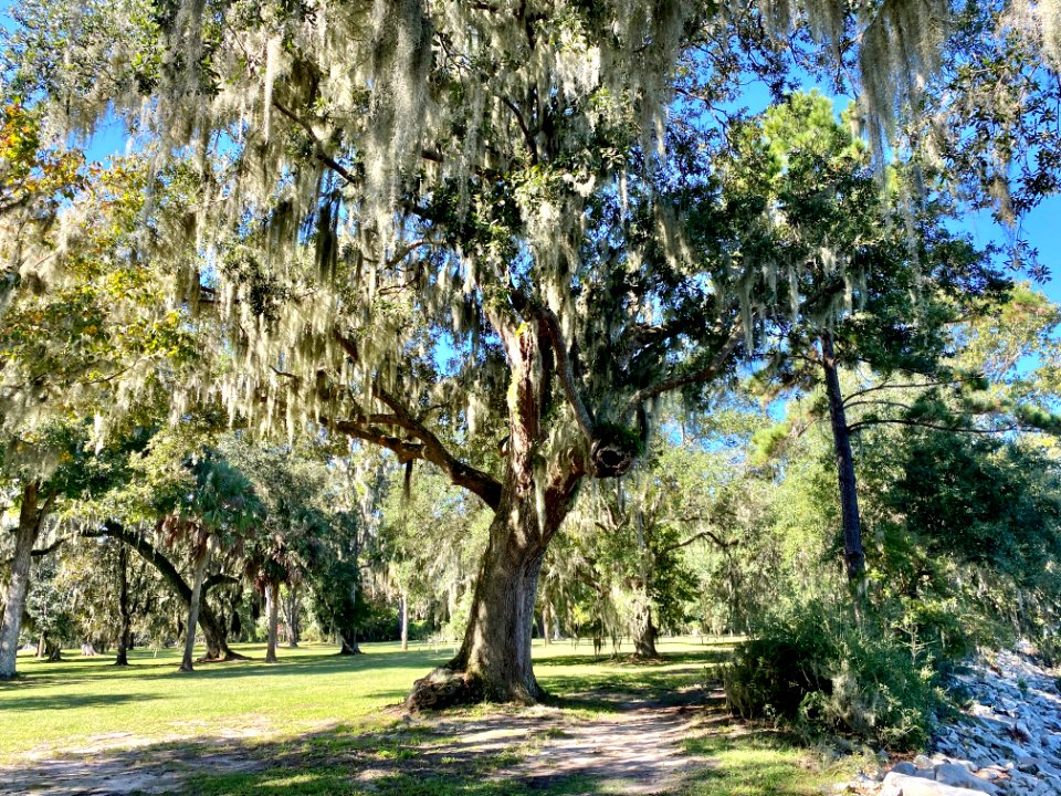 Trees, Drayton Hall, West Ashley, Charleston, SC 