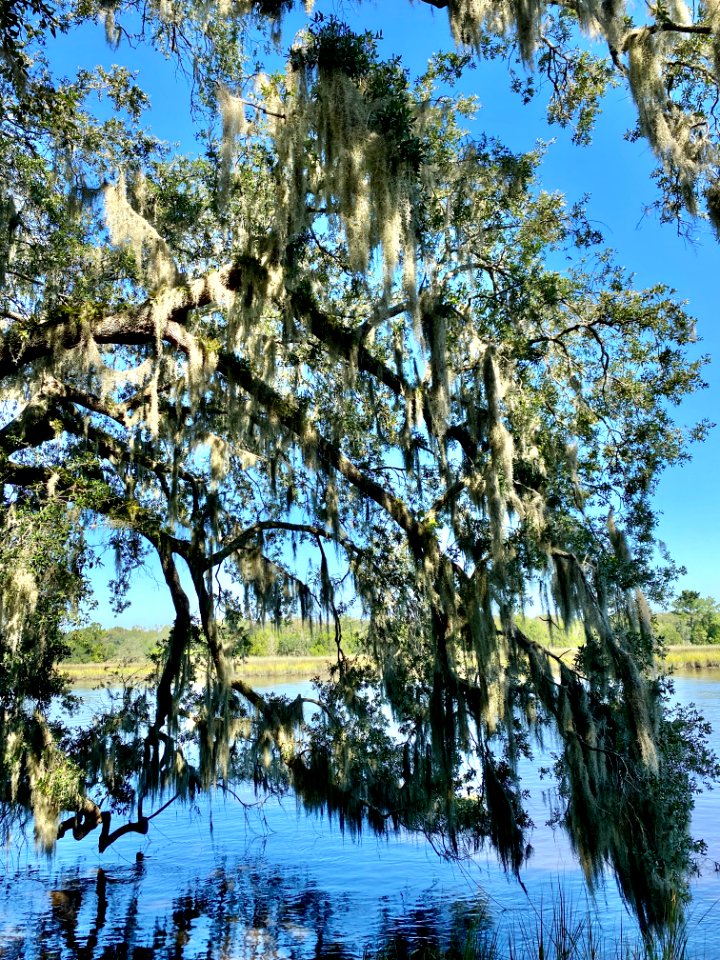 Ashley River, Drayton Hall, West Ashley, Charleston, SC 