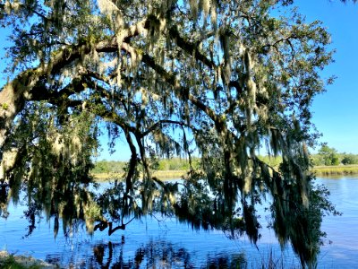 Ashley River, Drayton Hall, West Ashley, Charleston, SC 
