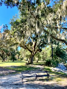 Trees, Drayton Hall, West Ashley, Charleston, SC 