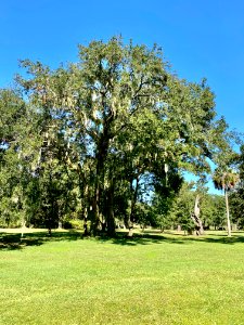 Trees, Drayton Hall, West Ashley, Charleston, SC 