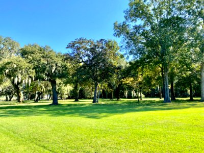 Trees, Drayton Hall, West Ashley, Charleston, SC 