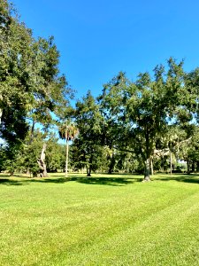 Trees, Drayton Hall, West Ashley, Charleston, SC 