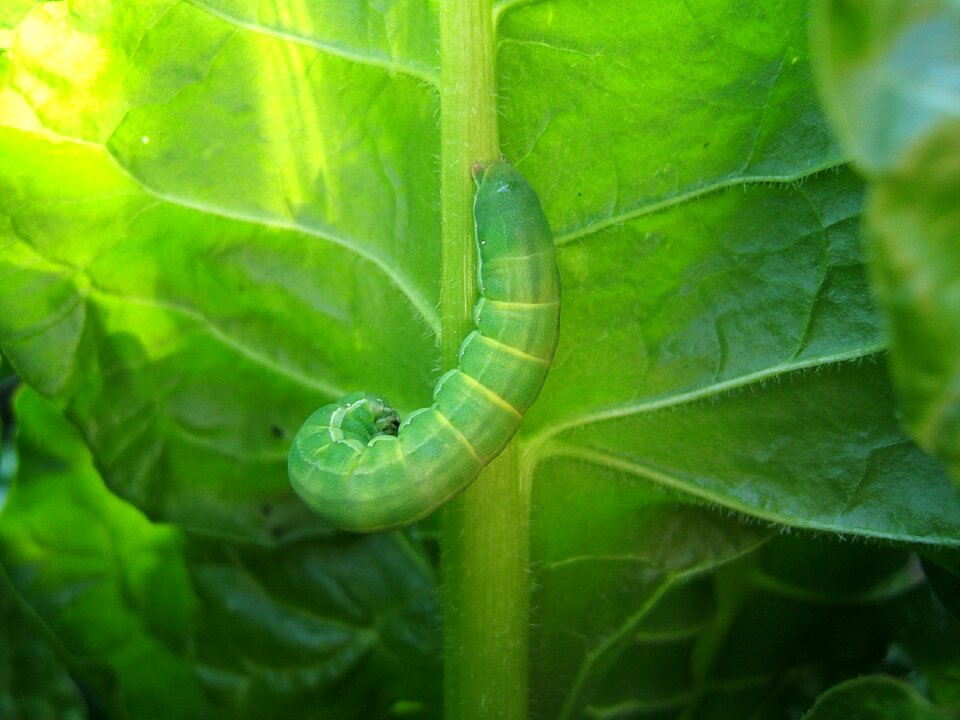 Caterpillar worm veins