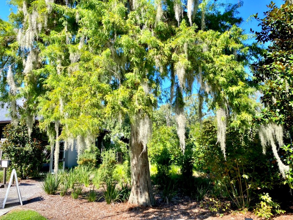 Trees, Drayton Hall, West Ashley, Charleston, SC 