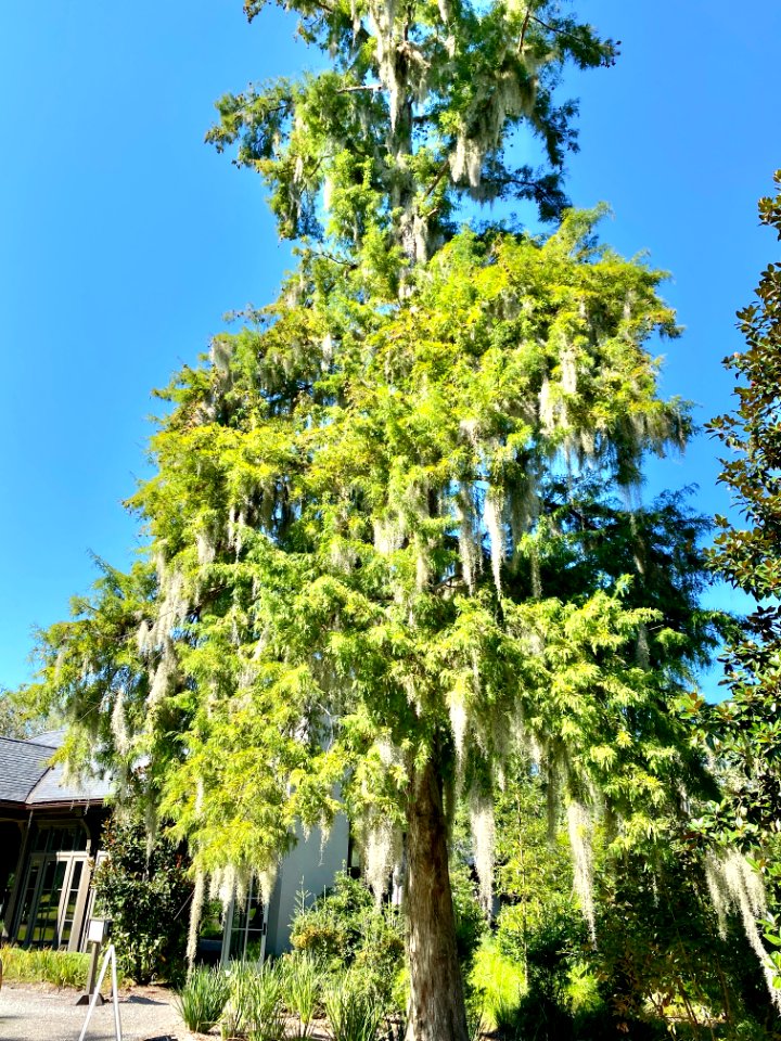 Trees, Drayton Hall, West Ashley, Charleston, SC 
