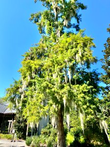 Trees, Drayton Hall, West Ashley, Charleston, SC 