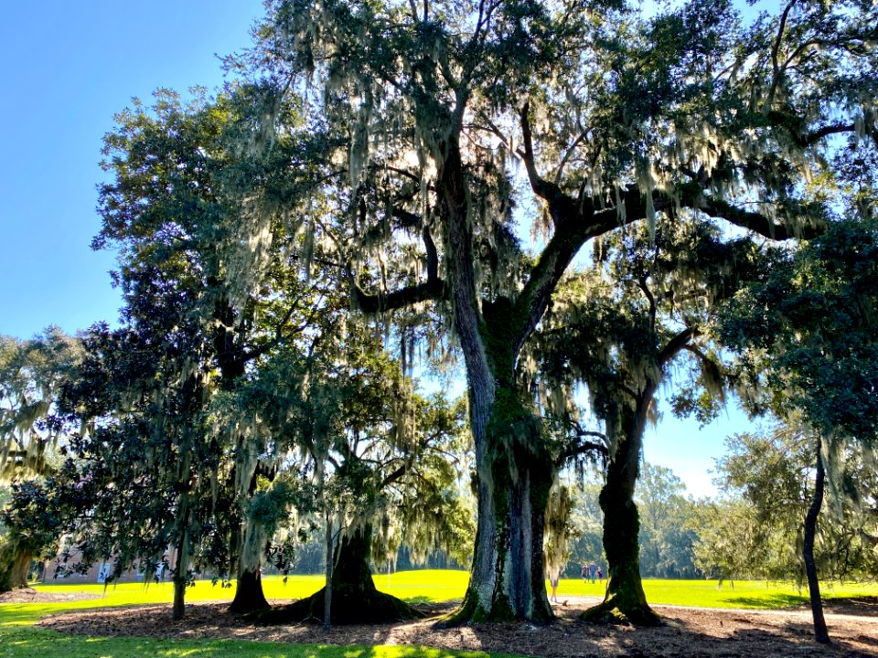 Trees, Drayton Hall, West Ashley, Charleston, SC 