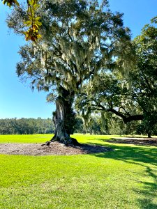 Trees, Drayton Hall, West Ashley, Charleston, SC 
